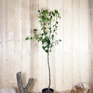 Pyrus Domestica Doyenne Du Comice Cont 10 L 1/2 Tige 6/8