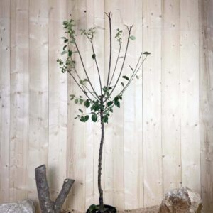 Prunus Domestica Mirabelle De Nancy Cont 10 L 1/2 Tige 6/8