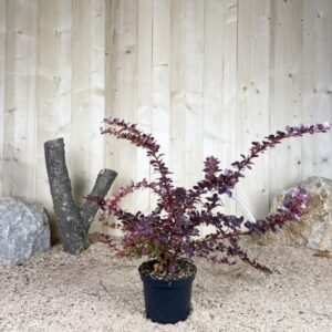 Berberis Ottawensis Auricoma Cont 3 L 30/40
