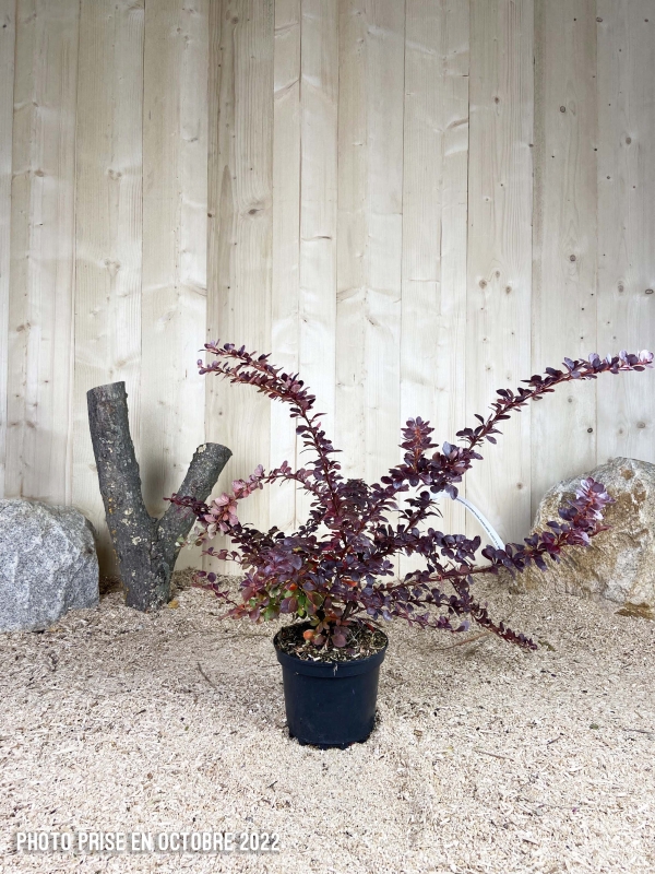 Berberis Ottawensis Auricoma Cont 3 L 30/40