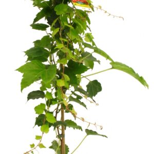 Parthenocissus Veitchii Robusta Cont 3 L 90/120