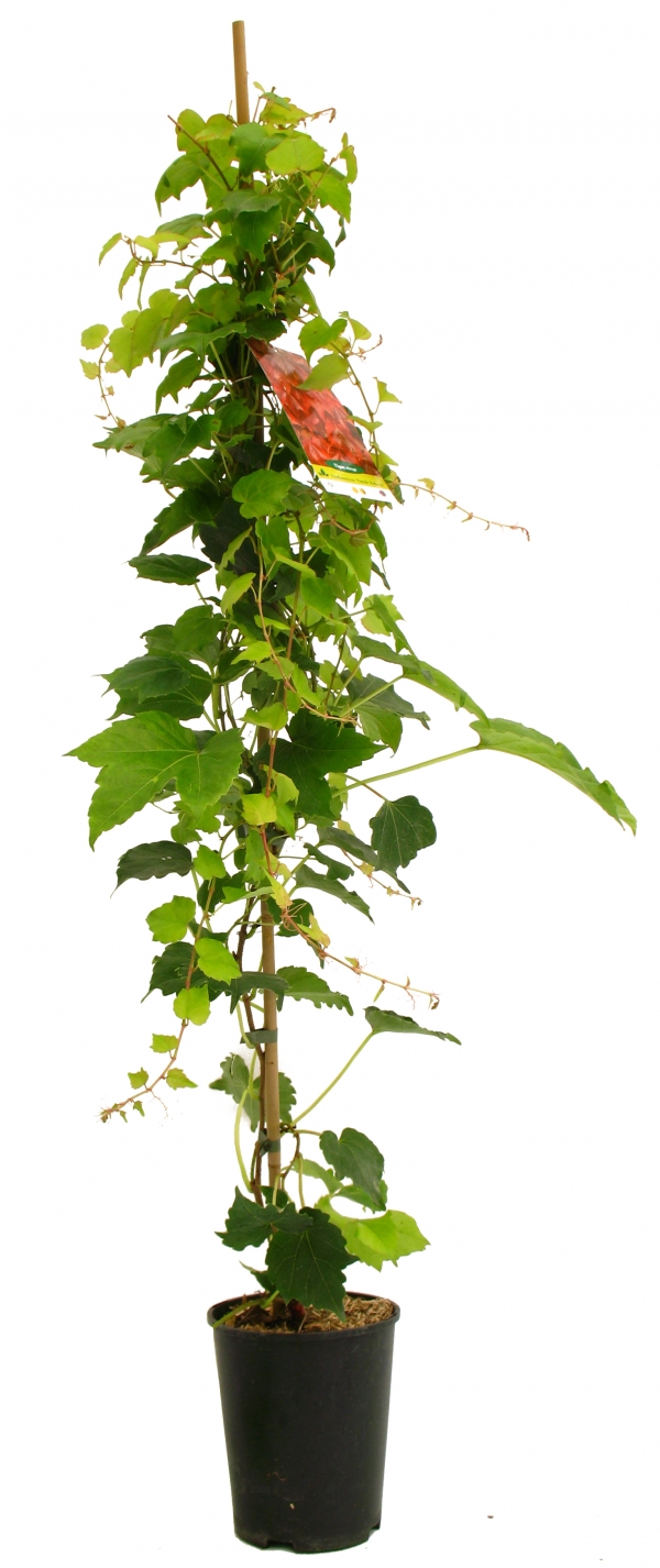 Parthenocissus Veitchii Robusta Cont 3 L 90/120