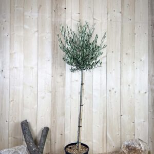 Olea Europaea Cont 15 L 1/2 Tige 6/8