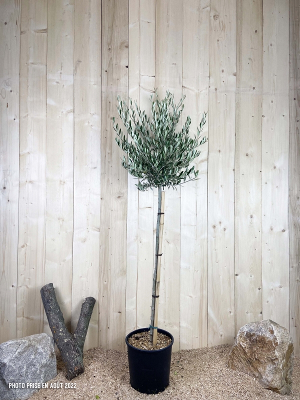 Olea Europaea Cont 15 L 1/2 Tige 6/8