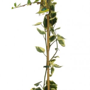 Hedera Colchica Dentata Variegata Cont 3 L 90/120