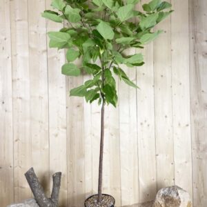 Catalpa Bignonioides Cont 15 L 1/2 Tige 6/8
