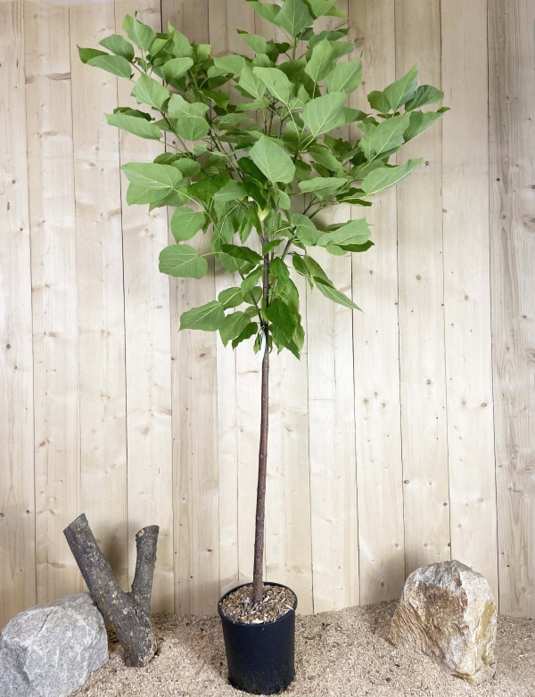 Catalpa Bignonioides Cont 15 L 1/2 Tige 6/8