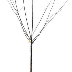Prunus Domestica Reine Claude De Bavay Racines nues 1/2 Tige 6/8