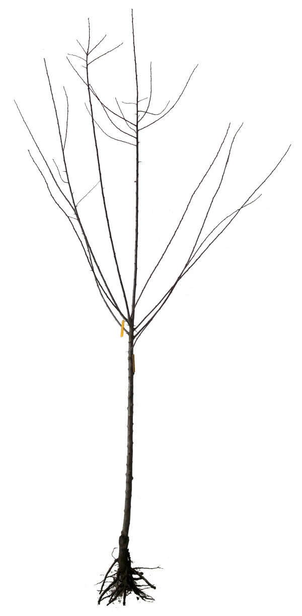 Prunus Domestica Reine Claude De Bavay Racines nues 1/2 Tige 8/10