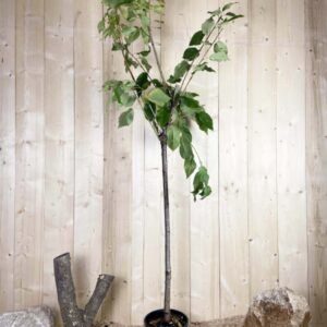 Prunus Avium Tardive De Vignola Cont 10 L 1/2 Tige 6/8