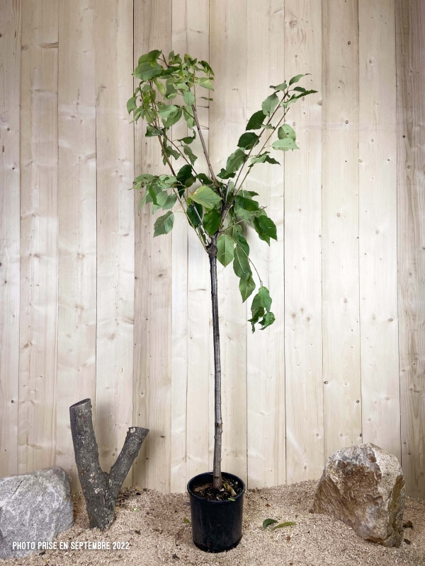 Prunus Avium Tardive De Vignola Cont 10 L 1/2 Tige 6/8