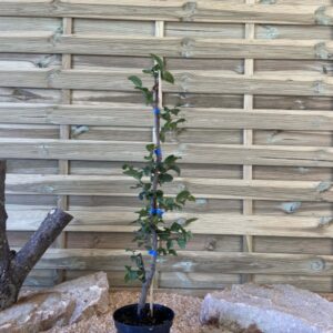 Carpinus Betulus Cont 3 L 60/80