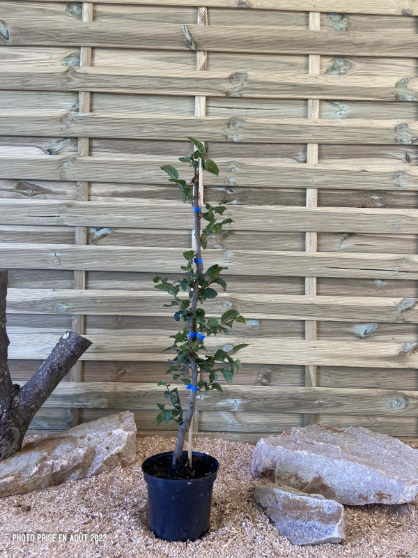 Carpinus Betulus Cont 3 L 60/80