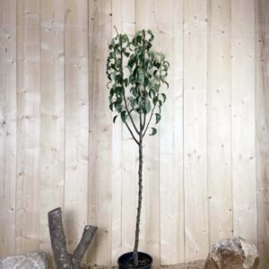 Pyrus Domestica Conference Cont 10 L 1/2 Tige 6/8