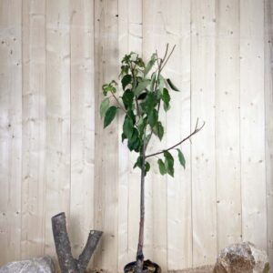 Prunus Avium Van Cont 10 L 1/2 Tige 6/8