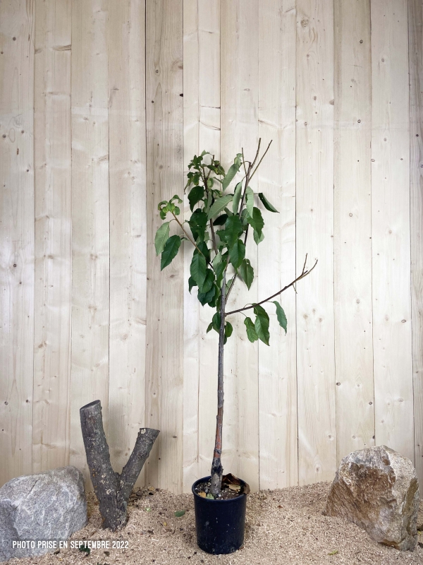 Prunus Avium Van Cont 10 L 1/2 Tige 6/8