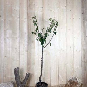 Prunus Domestica Reine Claude D'Oullins Cont 10 L 1/2 Tige 6/8