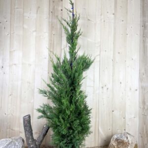 Cupressocyparis Leylandii Cont 10 L 150/175