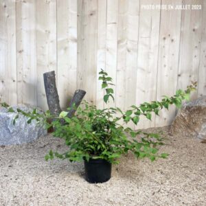 Kolkwitzia Amabilis Cont 3 L 40/60