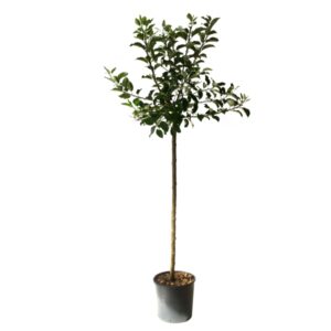 Malus Domestica Belle De Boskoop Cont 15 L 1/2 Tige 6/8