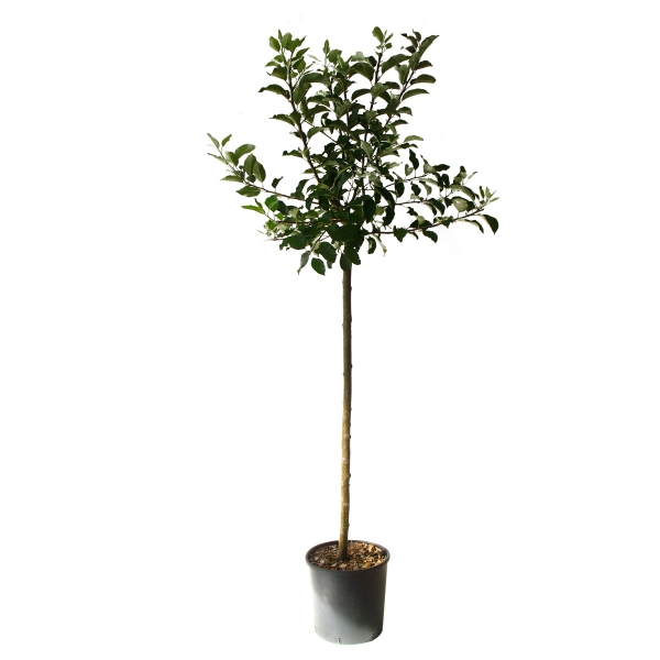 Malus Domestica Belle De Boskoop Cont 15 L 1/2 Tige 6/8
