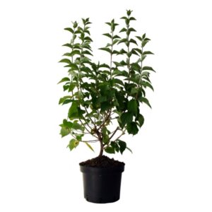 Philadelphus Coronarius Cont 3 L 60/80