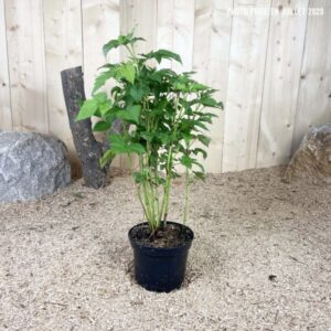 Rubus Idaeus Heritage Cont 3 L Touffe