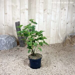 Ribes Nigrum Noir De Bourgogne Cont 3 L Touffe