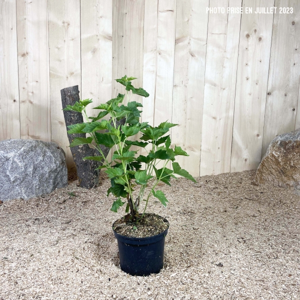 Ribes Nigrum Noir De Bourgogne Cont 3 L Touffe