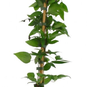 Clematis Rouge Cardinal Cont 3 L 90/120