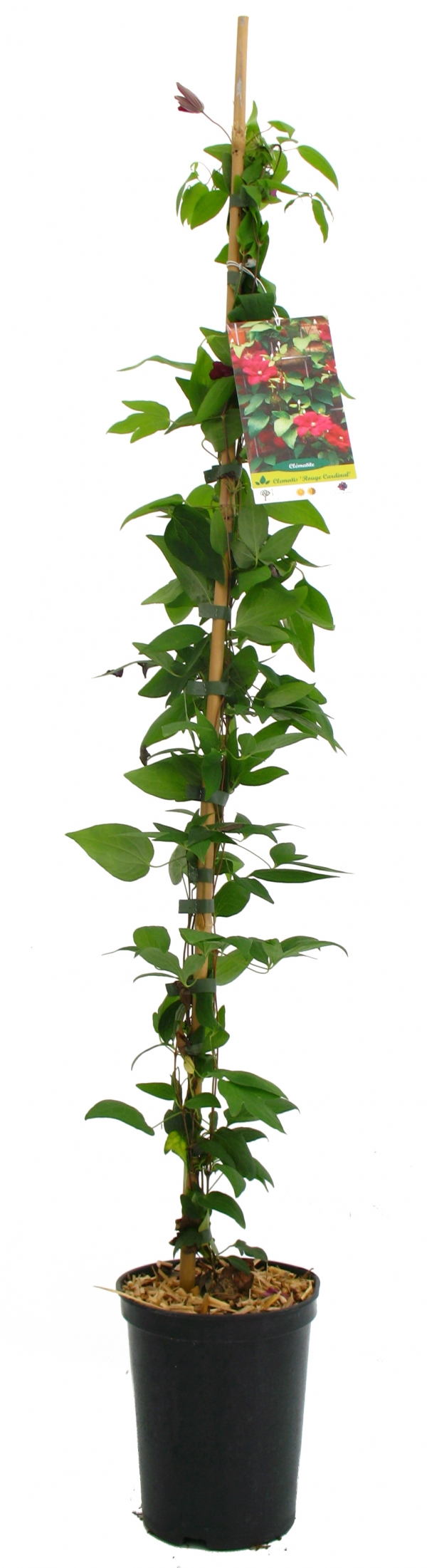 Clematis Rouge Cardinal Cont 3 L 90/120