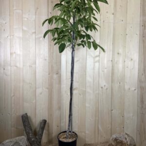 Juglans Regia Pieral Lara Cont 15 L 1/2 Tige 6/8