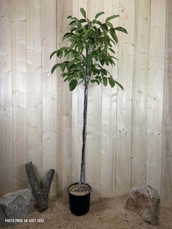 Juglans Regia Pieral Lara Cont 15 L 1/2 Tige 6/8