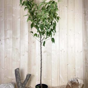 Prunus Persica Redhaven Cont 10 L 1/2 Tige 6/8