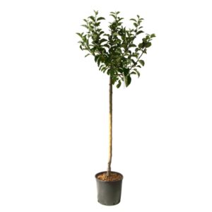 Malus Domestica Golden Delicious Cont 15 L 1/2 Tige 6/8