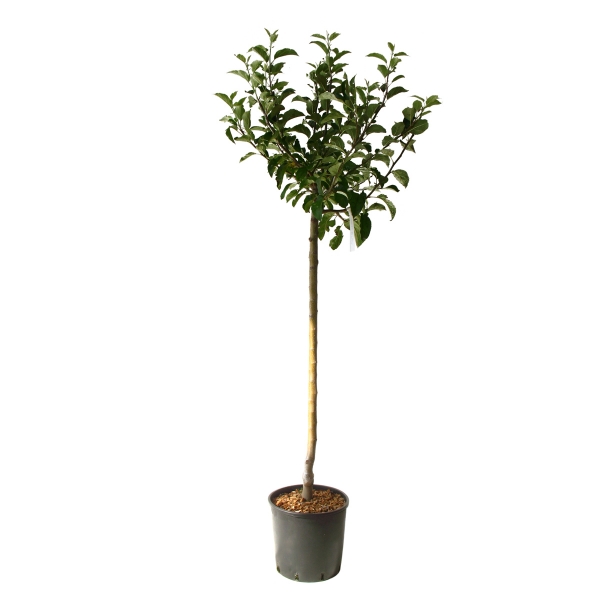 Malus Domestica Golden Delicious Cont 15 L 1/2 Tige 6/8