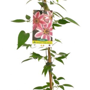 Clematis Nelly Moser Cont 3 L 90/120