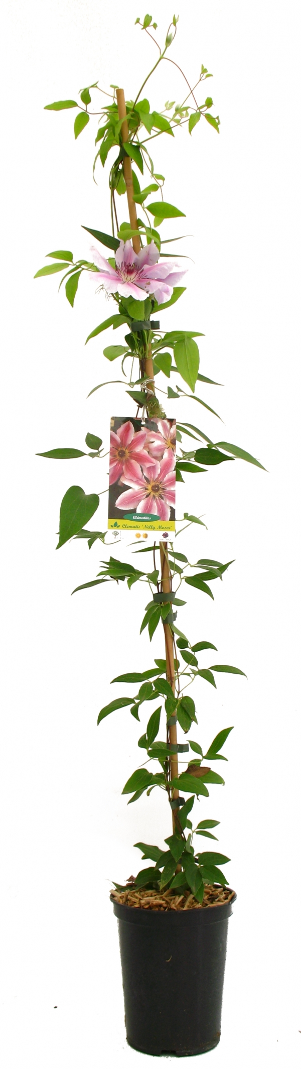 Clematis Nelly Moser Cont 3 L 90/120