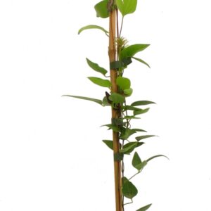 Clematis The President Cont 3 L 90/120
