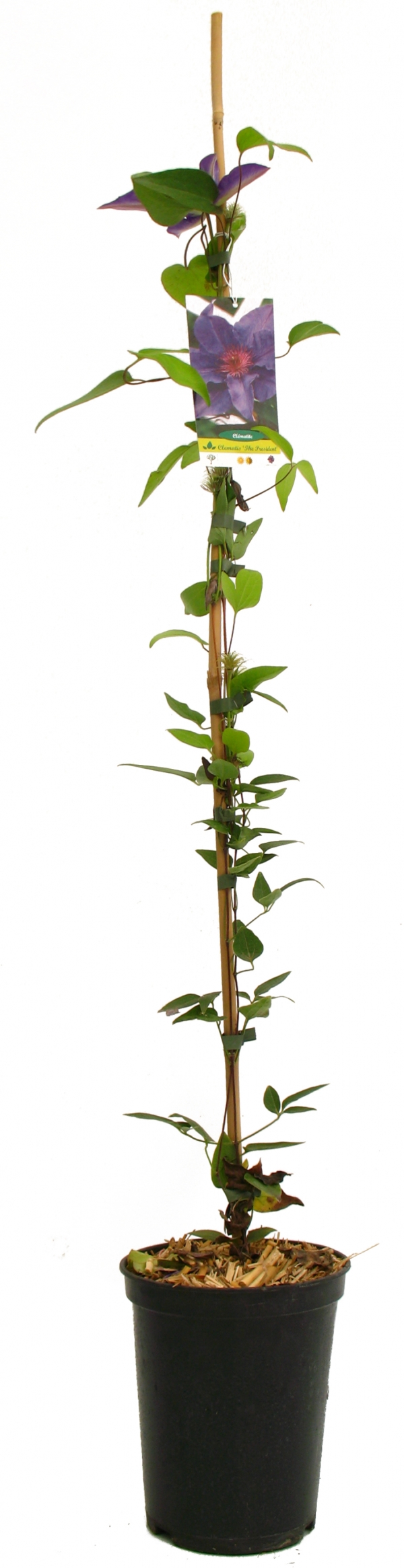 Clematis The President Cont 3 L 90/120