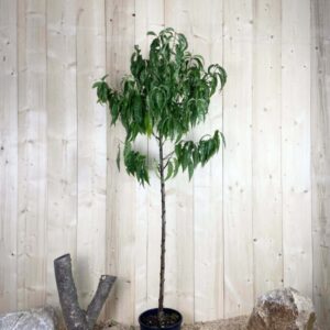 Prunus Persica Amsden Cont 10 L 1/2 Tige 6/8
