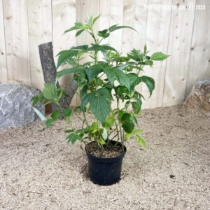 Rubus Idaeus Malling Promise Cont 3 L Touffe