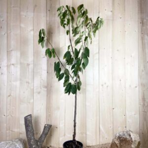 Prunus Avium Napoleon Cont 10 L 1/2 Tige 6/8