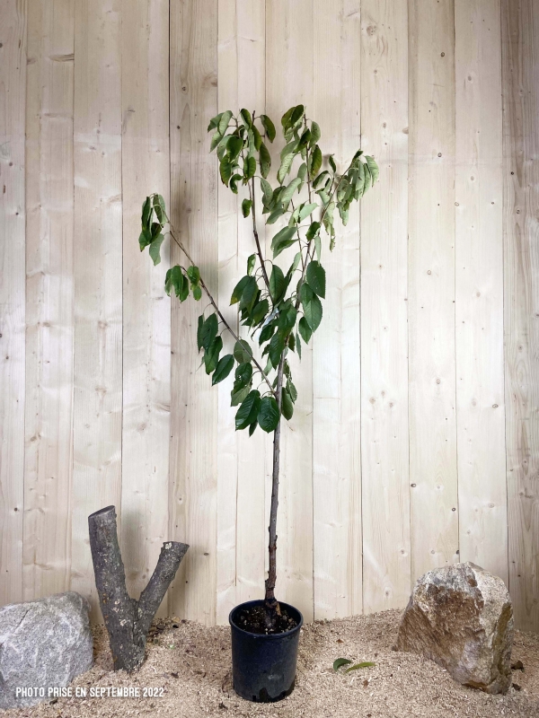 Prunus Avium Napoleon Cont 10 L 1/2 Tige 6/8