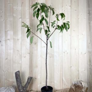 Prunus Avium Coeur De Pigeon Cont 10 L 1/2 Tige 6/8