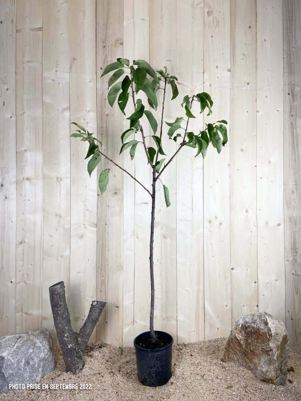 Prunus Avium Coeur De Pigeon Cont 10 L 1/2 Tige 6/8