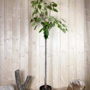 Prunus Avium Géant D'Hedelfingen Cont 10 L 1/2 Tige 6/8