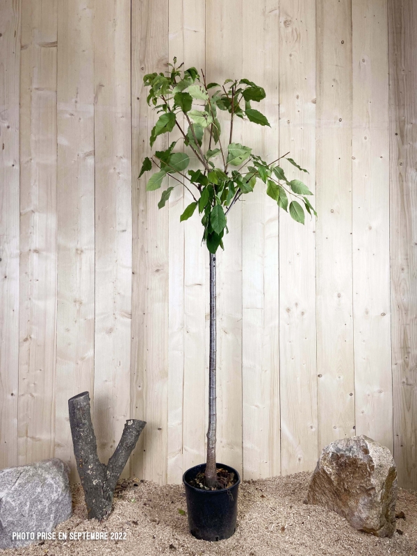 Prunus Avium Géant D'Hedelfingen Cont 10 L 1/2 Tige 6/8