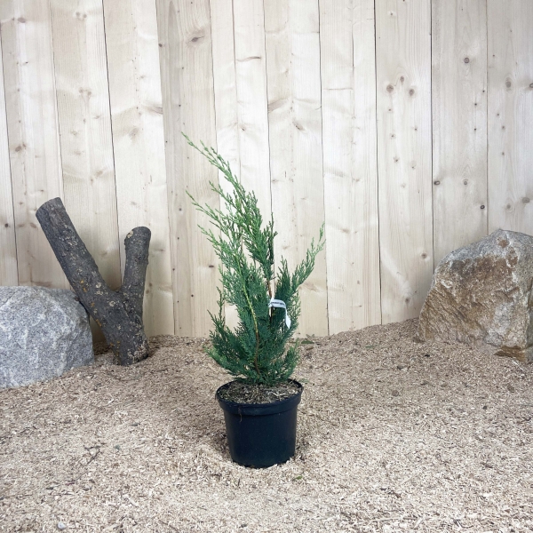 Cupressocyparis Leylandii 2001 Cont 3 L 60/80