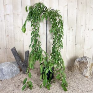 Prunus Eminens Umbraculifera Cont 15 L 1/2 Tige 6/8